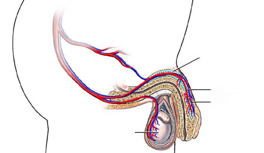 struttura del pene